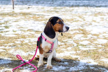 A brown and white dog is comfortably sitting on the ground with a bright pink leash attached to its...