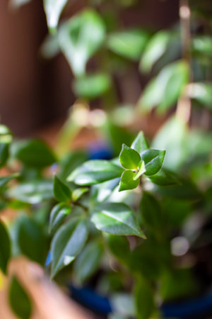 A detailed close up of a lush plant featuring vibrant green leaves that are healthy and...