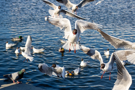 A large flock of seagulls is soaring gracefully over a vast body of water, showcasing their stunning flying abilitiesの写真素材