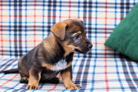 A small brown and white puppy is happily sitting on a cozy plaid couch, looking around with curiosity and excitement while enjoying its comfy spotの写真素材