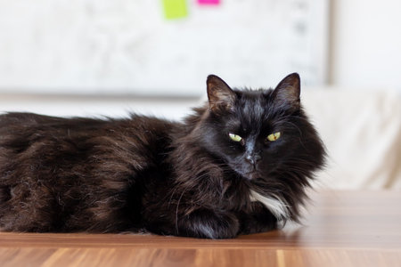 A sleek black cat with vibrant yellow eyes is comfortably laying on a polished wooden floor, basking in the warm sunlight streaming inの写真素材