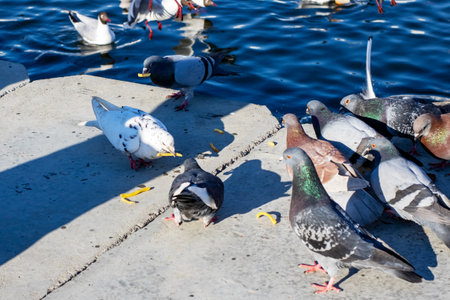 A large flock of pigeons is gathered on a concrete ledge that is situated close to the shimmering waters, enjoying the viewの写真素材