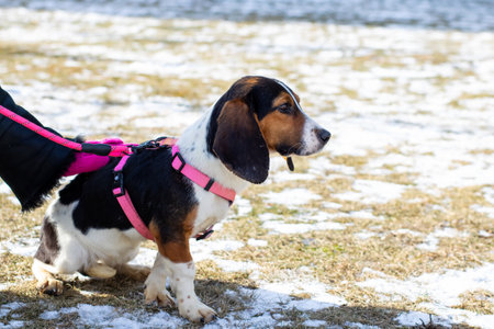 A black and white dog is happily showing its playful personality and unique style while looking...
