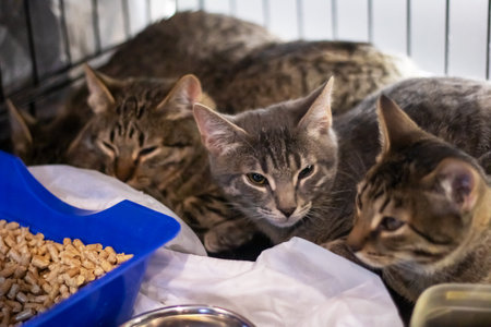 Three adorable cats are lazily laying in a cage next to a bowl filled with fresh litter inside an...