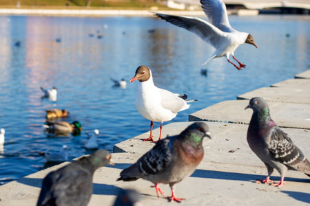 A majestic seagull gracefully flies over a bustling group of pigeons gathered below, creating a...