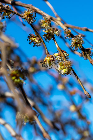 A beautiful tree branch adorned with colorful flowers stands out vividly against the clear blue sky...