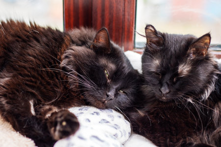 There are two black cats peacefully lying next to one another, both with their eyes gently closed as...