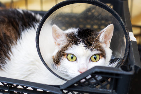 A cat, looking quite comical, is wearing a plastic cone that surrounds its head, designed to prevent...
