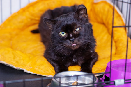 There is a sleek black cat comfortably lounging on an orange blanket right next to a bowl filled with delicious cat foodの写真素材
