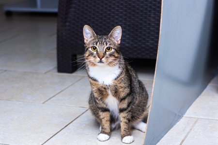 A charming and playful tabby cat poses gracefully in a modern interior, showing its affectionate and loving natureの写真素材