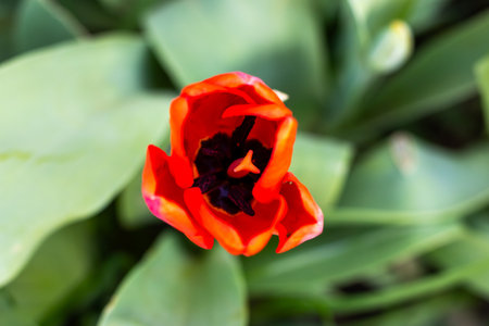 A vibrant red tulip featuring a striking black center is beautifully surrounded by lush, green...