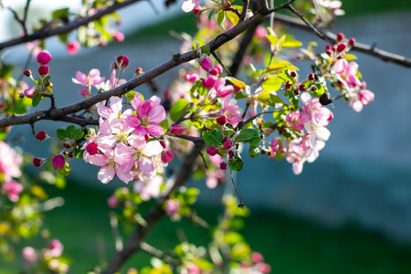 A beautiful tree branch adorned with vibrant pink flowers and lush green leaves, captivating anyone...