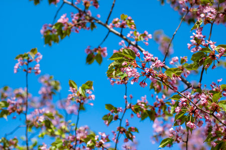 A beautiful tree adorned with vibrant pink flowers and lush green leaves set against a clear blue...