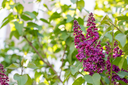 A delightful bunch of purple flowers can be seen growing vibrantly on a tree adorned with lush,...