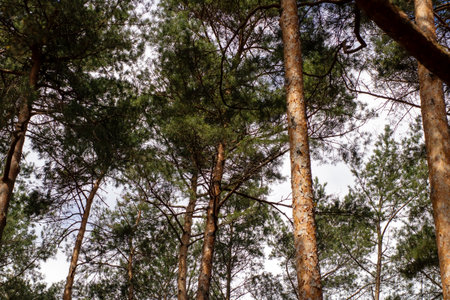 When you find yourself gazing upwards towards the trees in a lush and vibrant forest, its an...
