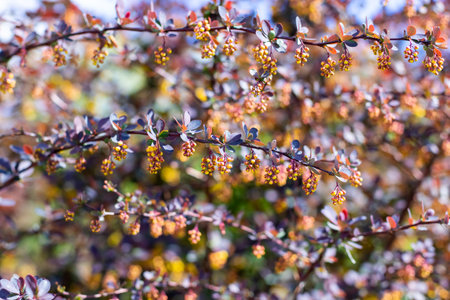 This is a detailed closeup of a beautiful tree branch that showcases delicate flowers and vibrant...