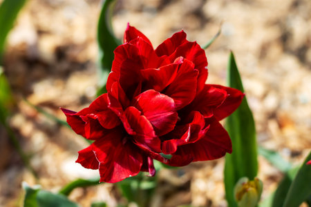This image features a closeup view of a vibrant red flower beautifully complemented by fresh green...