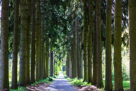 A serene and winding path located in the heart of a lush forest beautifully lined with majestic...