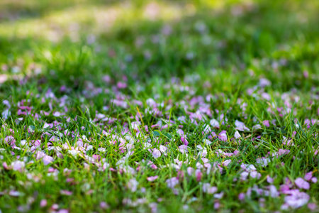 A vibrant bunch of pink and white flowers is beautifully laying on the lush green grass, creating a...