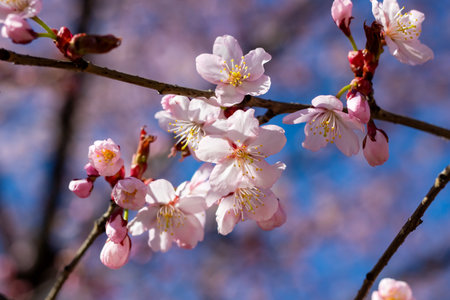 A beautiful tree branch adorned with delicate pink flowers set against a vivid blue sky, creating a...