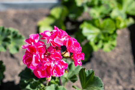 Here is a closeup view of a beautiful pink flower flourishing in a vibrant garden filled with...