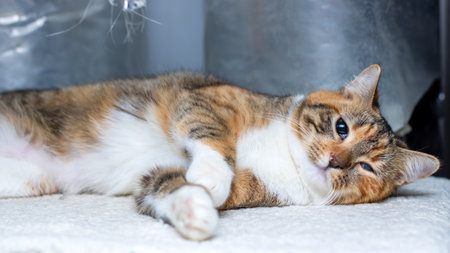 A calico cat lounges on a soft surface, showcasing its colorful fur and expressive eyes that...