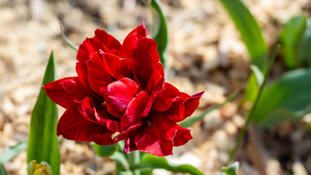 This is a detailed closeup image that showcases a vibrant red flower adorned with glistening water...