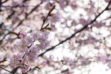 A detailed close up view of delicate cherry blossoms blooming beautifully on a tree branch during...