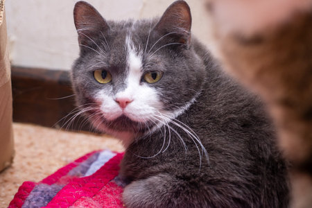 A beautiful gray and white cat is comfortably laying on a soft red blanket, enjoying its cozy...