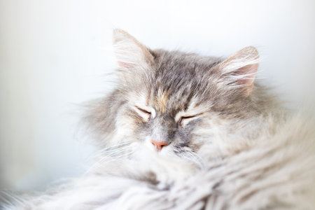 A close up shot of a fluffy cat peacefully sleeping with its eyes closedの写真素材