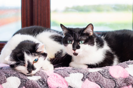 Two black and white cats are relaxing on a pink and gray blanketの写真素材