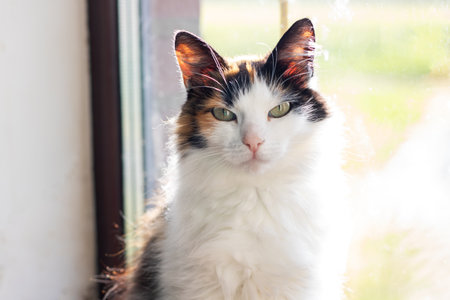A beautiful calico cat is gazing out of a window, observing the outside worldの写真素材