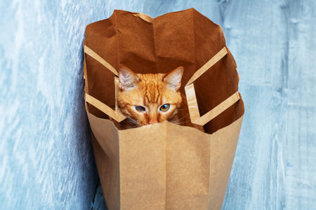 A curious cat is playfully sticking its head out of a brown paper bag, showing its whiskers and soft...