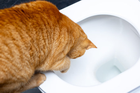 A curious cat is intently looking into a toilet bowl, perhaps intrigued by the water or reflections...