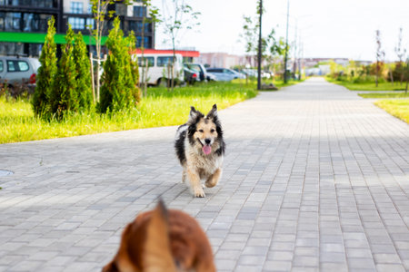 A playful dog is energetically running towards another dog that is also on a sidewalk, excitedly...