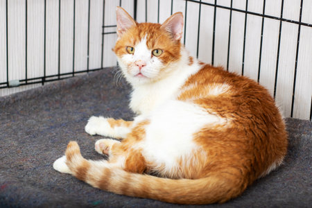 An orange and white cat is comfortably laying on a cozy blanket inside a cage at an animal shelter,...