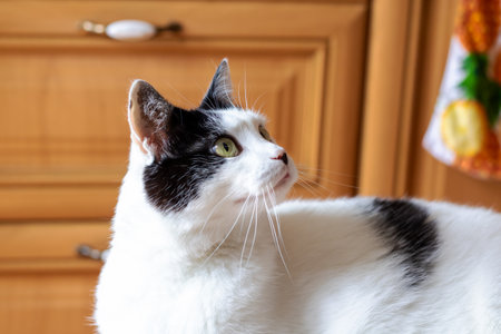 There is a striking black and white cat with captivating green eyes that is looking up curiously at something above itの写真素材