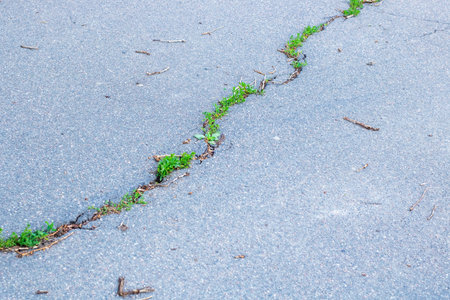 Grass and plants thrive in pavement cracks, showcasing natures resilience and adaptability to urban...