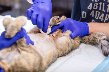 A person, who is wearing blue colored gloves, is carefully examining a cat, likely for health...