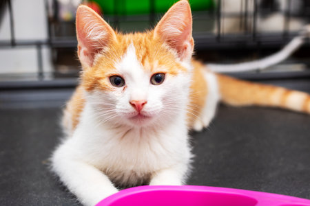 A fluffy orange and white cat is peacefully laying right next to a vibrant pink bowl that is likely...