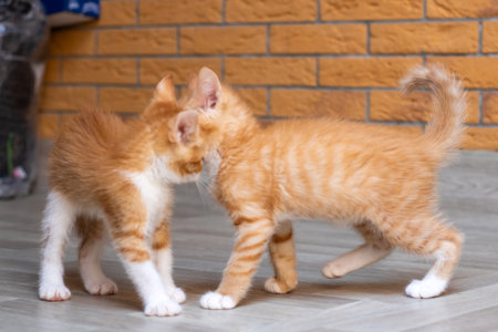 Two orange adorable and white kittens are playfully standing next to each other in a cozy setting, showcasing their playful nature and cutenessの写真素材