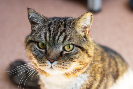 A remarkably detailed closeup of a cat intently gazing directly at the camera, its whiskers visibly prominent and captivatingの写真素材