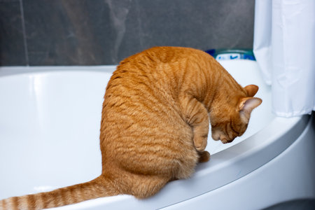 A playful ginger cat crouches on the edge of a bathtub, curiously peering into the tub. The scene captures the inquisitive nature of cats in a home setting.の写真素材