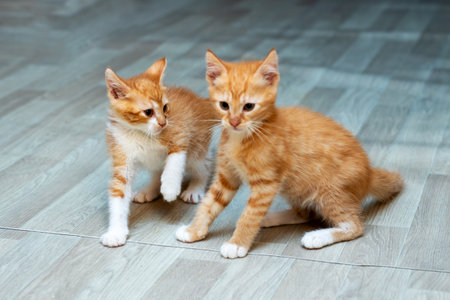 Two orange adorable kittens playfully exploring a wooden floor, showing their curious nature and...