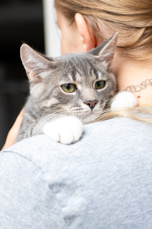 A gray tabby cat rests comfortably on a person's shoulder, showing a bond between human and pet. The...