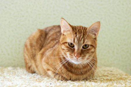 A calm ginger cat with striking eyes resting on a soft surface, creating a cozy ambiance. Ideal for...