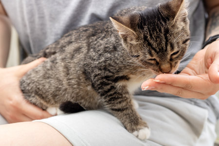 A cute tabby kitten eagerly drinks from a person's hand, showcasing a moment of playful bonding...