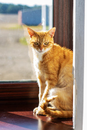 A serene ginger cat sits gracefully by a window, basking in the sunlight and enjoying the view....