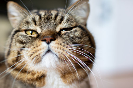 A striking close-up of a tabby cat exuding confidence with its unique expression. Perfect for pet...