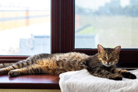 A Relaxing Tabby Cat is comfortably lying on the sunny windowsillの写真素材